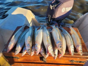 EL SECRETO DE LA LAGUNA DE MONTE PARA SU EXCELENTE MOMENTO DE PESCA