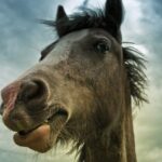 ACMA advierte por el robo y faena clandestina de caballos en Cañuelas y otros puntos del Conurbano