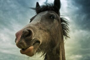ACMA advierte por el robo y faena clandestina de caballos en Cañuelas y otros puntos del Conurbano