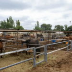 CINCO CABALLOS FUERON ROBADOS EN CAÑUELAS Y APARECIERON FAENADOS EN LA MATANZA
