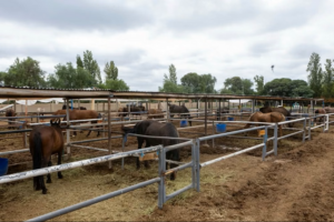 CINCO CABALLOS FUERON ROBADOS EN CAÑUELAS Y APARECIERON FAENADOS EN LA MATANZA